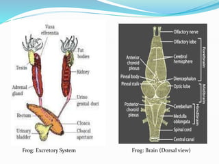 Frog: Excretory System Frog: Brain (Dorsal view)
 