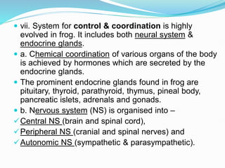  vii. System for control & coordination is highly
evolved in frog. It includes both neural system &
endocrine glands.
 a. Chemical coordination of various organs of the body
is achieved by hormones which are secreted by the
endocrine glands.
 The prominent endocrine glands found in frog are
pituitary, thyroid, parathyroid, thymus, pineal body,
pancreatic islets, adrenals and gonads.
 b. Nervous system (NS) is organised into –
Central NS (brain and spinal cord),
Peripheral NS (cranial and spinal nerves) and
Autonomic NS (sympathetic & parasympathetic).
 