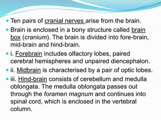  Ten pairs of cranial nerves arise from the brain.
 Brain is enclosed in a bony structure called brain
box (cranium). The brain is divided into fore-brain,
mid-brain and hind-brain.
 i. Forebrain includes olfactory lobes, paired
cerebral hemispheres and unpaired diencephalon.
 ii. Midbrain is characterised by a pair of optic lobes.
 iii. Hind-brain consists of cerebellum and medulla
oblongata. The medulla oblongata passes out
through the foramen magnum and continues into
spinal cord, which is enclosed in the vertebral
column.
 