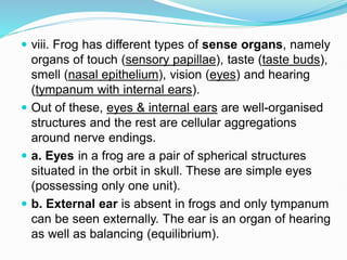  viii. Frog has different types of sense organs, namely
organs of touch (sensory papillae), taste (taste buds),
smell (nasal epithelium), vision (eyes) and hearing
(tympanum with internal ears).
 Out of these, eyes & internal ears are well-organised
structures and the rest are cellular aggregations
around nerve endings.
 a. Eyes in a frog are a pair of spherical structures
situated in the orbit in skull. These are simple eyes
(possessing only one unit).
 b. External ear is absent in frogs and only tympanum
can be seen externally. The ear is an organ of hearing
as well as balancing (equilibrium).
 
