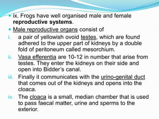  ix. Frogs have well organised male and female
reproductive systems.
 Male reproductive organs consist of
i. a pair of yellowish ovoid testes, which are found
adhered to the upper part of kidneys by a double
fold of peritoneum called mesorchium.
ii. Vasa efferentia are 10-12 in number that arise from
testes. They enter the kidneys on their side and
open into Bidder’s canal.
iii. Finally it communicates with the urino-genital duct
that comes out of the kidneys and opens into the
cloaca.
iv. The cloaca is a small, median chamber that is used
to pass faecal matter, urine and sperms to the
exterior.
 