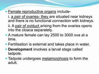  Female reproductive organs include-
i. a pair of ovaries- they are situated near kidneys
and there is no functional connection with kidneys.
ii. A pair of oviduct arising from the ovaries opens
into the cloaca separately.
 A mature female can lay 2500 to 3000 ova at a
time.
 Fertilisation is external and takes place in water.
 Development involves a larval stage called
tadpole.
 Tadpole undergoes metamorphosis to form the
adult.
 