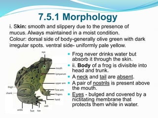 7.5.1 Morphology
 Frog never drinks water but
absorb it through the skin.
 ii. Body of a frog is divisible into
head and trunk.
 A neck and tail are absent.
 A pair of nostrils is present above
the mouth.
 Eyes - bulged and covered by a
nictitating membrane that
protects them while in water.
i. Skin: smooth and slippery due to the presence of
mucus. Always maintained in a moist condition.
Colour: dorsal side of body-generally olive green with dark
irregular spots. ventral side- uniformly pale yellow.
 