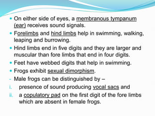  On either side of eyes, a membranous tympanum
(ear) receives sound signals.
 Forelimbs and hind limbs help in swimming, walking,
leaping and burrowing.
 Hind limbs end in five digits and they are larger and
muscular than fore limbs that end in four digits.
 Feet have webbed digits that help in swimming.
 Frogs exhibit sexual dimorphism.
- Male frogs can be distinguished by –
i. presence of sound producing vocal sacs and
ii. a copulatory pad on the first digit of the fore limbs
which are absent in female frogs.
 