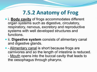 7.5.2 Anatomy of Frog
 i. Body cavity of frogs accommodates different
organ systems such as digestive, circulatory,
respiratory, nervous, excretory and reproductive
systems with well developed structures and
functions.
 ii. Digestive system consists of alimentary canal
and digestive glands.
 - Alimentary canal is short because frogs are
carnivores and so the length of intestine is reduced.
- Mouth opens into the buccal cavity that leads to
the oesophagus through pharynx.
 