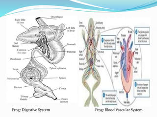 Frog: Digestive System Frog: Blood Vascular System
 