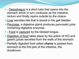  - Oesophagus is a short tube that opens into the
stomach which in turn continues as the intestine,
rectum and finally opens outside by the cloaca.
 Liver secretes bile that is stored in the gall bladder.
 Pancreas, a digestive gland produces pancreatic juice
containing digestive enzymes.
 - Food is captured by the bilobed tongue.
 Digestion of food takes place by the action of HCl and
gastric juices secreted from the walls of the stomach.
 Partially digested food called chyme is passed from
stomach to the first part of the intestine, the
duodenum.
 