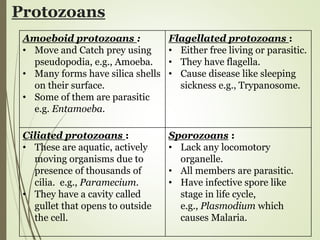 Protozoans
Amoeboid protozoans :
• Move and Catch prey using
pseudopodia, e.g., Amoeba.
• Many forms have silica shells
on their surface.
• Some of them are parasitic
e.g. Entamoeba.
Flagellated protozoans :
• Either free living or parasitic.
• They have flagella.
• Cause disease like sleeping
sickness e.g., Trypanosome.
Ciliated protozoans :
• These are aquatic, actively
moving organisms due to
presence of thousands of
cilia. e.g., Paramecium.
• They have a cavity called
gullet that opens to outside
the cell.
Sporozoans :
• Lack any locomotory
organelle.
• All members are parasitic.
• Have infective spore like
stage in life cycle,
e.g., Plasmodium which
causes Malaria.
 