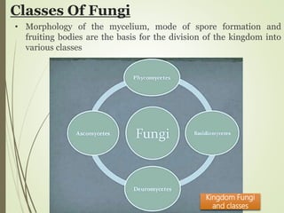 Classes Of Fungi
Kingdom Fungi
and classes
• Morphology of the mycelium, mode of spore formation and
fruiting bodies are the basis for the division of the kingdom into
various classes
 