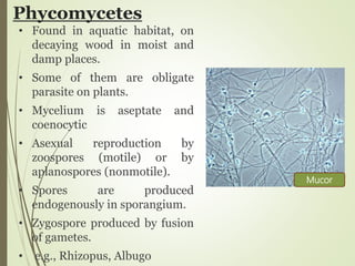 Phycomycetes
• Found in aquatic habitat, on
decaying wood in moist and
damp places.
• Some of them are obligate
parasite on plants.
• Mycelium is aseptate and
coenocytic
• Asexual reproduction by
zoospores (motile) or by
aplanospores (nonmotile).
• Spores are produced
endogenously in sporangium.
• Zygospore produced by fusion
of gametes.
• e.g., Rhizopus, Albugo
Mucor
 