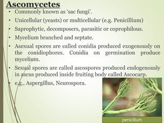 Ascomycetes
• Commonly known as ‘sac fungi’.
• Unicellular (yeasts) or multicellular (e.g. Penicillium)
• Saprophytic, decomposers, parasitic or coprophilous.
• Mycelium branched and septate.
• Asexual spores are called conidia produced exogenously on
the conidiophores. Conidia on germination produce
mycelium.
• Sexual spores are called ascospores produced endogenously
in ascus produced inside fruiting body called Ascocarp.
• e.g., Aspergillus, Neurospora.
penicillium
 