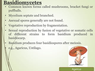 Basidiomycetes
• Common known forms called mushrooms, bracket fungi or
puffballs.
• Mycelium septate and branched.
• Asexual spores generally are not found.
• Vegetative reproduction by fragmentation.
• Sexual reproduction by fusion of vegetative or somatic cells
of different strains to form basidium produced in
basidiocarp.
• Basidium produces four basidiospores after meiosis.
• e.g., Agaricus, Ustilago.
Agaricus
 