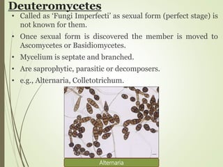 Deuteromycetes
• Called as ‘Fungi Imperfecti’ as sexual form (perfect stage) is
not known for them.
• Once sexual form is discovered the member is moved to
Ascomycetes or Basidiomycetes.
• Mycelium is septate and branched.
• Are saprophytic, parasitic or decomposers.
• e.g., Alternaria, Colletotrichum.
Alternaria
 