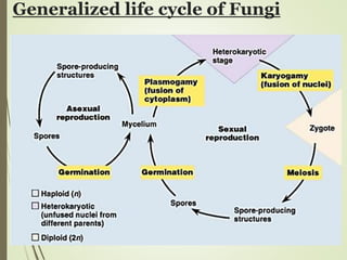 Generalized life cycle of Fungi
 