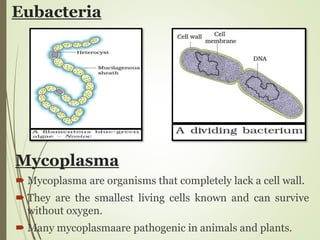 Eubacteria
 Mycoplasma are organisms that completely lack a cell wall.
 They are the smallest living cells known and can survive
without oxygen.
 Many mycoplasmaare pathogenic in animals and plants.
Mycoplasma
 
