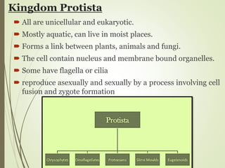 Kingdom Protista
 All are unicellular and eukaryotic.
 Mostly aquatic, can live in moist places.
 Forms a link between plants, animals and fungi.
 The cell contain nucleus and membrane bound organelles.
 Some have flagella or cilia
 reproduce asexually and sexually by a process involving cell
fusion and zygote formation
 