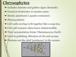Chrysophytes
 Includes diatoms and golden algae (desmids)
 Found in freshwater or marine water.
 Mostly planktonic ( passive swimmer)
 Photosynthetic.
 Cell walls overlap to fit together like a soap box.
 Cell wall contains silica hence indestructible.
 Their accumulation forms ‘Diatomaceous Earth’.
 Used in polishing, filtration of oils and syrups.
 Diatoms are the chief ‘producers’ in the oceans.
 