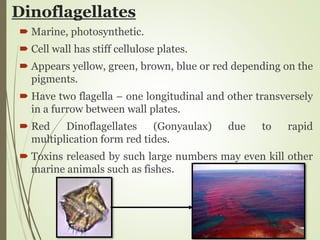 Dinoflagellates
 Marine, photosynthetic.
 Cell wall has stiff cellulose plates.
 Appears yellow, green, brown, blue or red depending on the
pigments.
 Have two flagella − one longitudinal and other transversely
in a furrow between wall plates.
 Red Dinoflagellates (Gonyaulax) due to rapid
multiplication form red tides.
 Toxins released by such large numbers may even kill other
marine animals such as fishes.
 