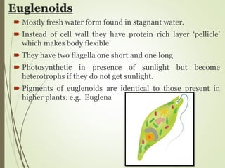 Euglenoids
 Mostly fresh water form found in stagnant water.
 Instead of cell wall they have protein rich layer ‘pellicle’
which makes body flexible.
 They have two flagella one short and one long
 Photosynthetic in presence of sunlight but become
heterotrophs if they do not get sunlight.
 Pigments of euglenoids are identical to those present in
higher plants. e.g. Euglena
 