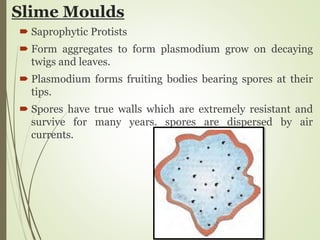 Slime Moulds
 Saprophytic Protists
 Form aggregates to form plasmodium grow on decaying
twigs and leaves.
 Plasmodium forms fruiting bodies bearing spores at their
tips.
 Spores have true walls which are extremely resistant and
survive for many years. spores are dispersed by air
currents.
 