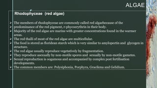z
ALGAE
Rhodophyceae (red algae)
 The members of rhodophyceae are commonly called red algaebecause of the
 predominance of the red pigment, r-phycoerythrin in their body.
 Majority of the red algae are marine with greater concentrations found in the warmer
areas.
 The red thalli of most of the red algae are multicellular.
 The food is stored as floridean starch which is very similar to amylopectin and glycogen in
structure.
 The red algae usually reproduce vegetatively by fragmentation.
 They reproduce asexually by non-motile spores and sexually by non-motile gametes.
 Sexual reproduction is oogamous and accompanied by complex post fertilisation
developments.
 The common members are: Polysiphonia, Porphyra, Gracikma and Gelidium.
 