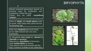 z
BRYOPHYTA
Mostly terrestrial plantswhich depend on
external water for fertilization and
completion of their life cycle.
Hence they are called `amphibian
plants'
Grow in shady and moist places such
as moist walls, damp rocks, moist soil and
on decaying logs.
They show thalloid plant body which
is not differentiated into root, stem
and leaves.
In Bryophytes true roots are absent but
rhizoids are present.
Rhizoids are unicellular in liverworts,
while multicellular in mosses.
They absorb water and minerals and also
help in fixation of thallus to the substratum.
 