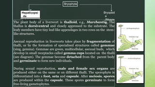 z
Bryophyta
Hepaticopsi
da
(Liverworts
)
Bryopsid
a
(Mosse
s)
The plant body of a liverwort is thalloid, e.g., Marchantia .The
thallus is dorsiventral and closely appressed to the substrate. The
leafy members have tiny leaf-like appendages in two rows on the stem-
like structures.
Asexual reproduction in liverworts takes place by fragmentation of
thalli, or by the formation of specialised structures called gemmae
(sing, gemma). Gemmae are green, multicellular, asexual buds, which
develop in small receptacles called gemma cups located on the thalli
(see diagram). The gemmae become detached from the parent body
and germinate to form new individuals.
During sexual reproduction, male and female sex organs are
produced either on the same or on different thalli. The sporophyte is
differentiated into a foot, seta and capsule. After meiosis, spores
are produced within the capsule. These spores germinate to form
free-living gametophytes.
 