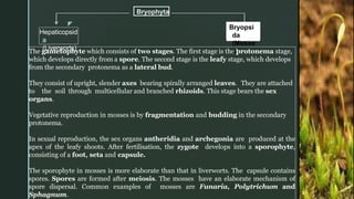 z
Bryophyta
Hepaticopsid
a
(Liverworts)
Bryopsi
da
(Mosse
s)
The gametophyte which consists of two stages. The first stage is the protonema stage,
which develops directly from a spore. The second stage is the leafy stage, which develops
from the secondary protonema as a lateral bud.
They consist of upright, slender axes bearing spirally arranged leaves. They are attached
to the soil through multicellular and branched rhizoids. This stage bears the sex
organs.
Vegetative reproduction in mosses is by fragmentation and budding in the secondary
protonema.
In sexual reproduction, the sex organs antheridia and archegonia are produced at the
apex of the leafy shoots. After fertilisation, the zygote develops into a sporophyte,
consisting of a foot, seta and capsule.
The sporophyte in mosses is more elaborate than that in liverworts. The capsule contains
spores. Spores are formed after meiosis. The mosses have an elaborate mechanism of
spore dispersal. Common examples of mosses are Funaria, Polytrichum and
Sphagnum.
 