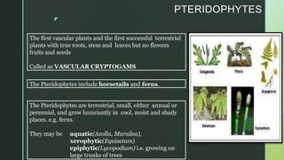z
The first vascular plants and the first successful terrestrial
plants with true roots, stem and leaves but no flowers
fruits and seeds
Called as VASCULAR CRYPTOGAMS
The Pteridophytes include horsetails and ferns.
The Pteridophytes are terrestrial, small, either annual or
perennial, and grow luxuriantly in cool, moist and shady
places. e.g. ferns.
They may be aquatic(Azolla, Marsilea),
xerophytic(Equisetum)
epiphytic(Lycopodium) i.e. growing on
large trunks of trees
PTERIDOPHYTES
 