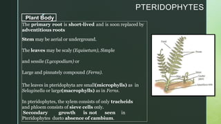 z
PTERIDOPHYTES
The primary root is short-lived and is soon replaced by
adventitious roots
Stem may be aerial or underground.
The leaves may be scaly (Equisetum), Simple
and sessile (Lycopodium) or
Large and pinnately compound (Ferns).
The leaves in pteridophyta are small(microphylls) as in
Selaginella or large(macrophylls) as in Ferns.
In pteridophytes, the xylem consists of only tracheids
and phloem consists of sieve cells only.
Secondary growth is not seen in
Pteridophytes dueto absence of cambium.
Plant Body
 