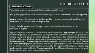 z
PTERIDOPHYTES
REPRODUCTION
These gametophytes require cool, damp, shady places to grow.
The gametophytes bear male and female sex organs called antheridia and archegonia
Water is required for transfer of antherozoids - the male gametes released from the
antheridia, to the mouth of archegonium.
Fusion of male gamete with the egg present in the archegonium result in the
formation of zygote.
Zygote thereafter produces a multicellular well-differentiated sporophyte which is the
dominant phase of the pteridophytes. In majority of the pteridophytes, all the spores are of
similar kinds; such plants are called homosporous. Genera like Selaginella and Salvinia
which produce two kinds of spores, macro (large) and micro (small) spores, are known as
heterosporous. The megaspores and microspores germinate and give rise to female
and male gametophytes, respectively. The female gametophytes in these plants are retained
on the parent sporophytes for variable periods. The development of the zygotes into young
embryos take place within the female gametophytes. This event is a precursor to the seed
habit considered an important step in evolution
 