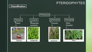 z
PTERIDOPHYTES
Classification
Pteridophyta
Psilopsid
a
Lycopsid
a
Pteropsida
Sphenopsid
a
Psilotu
m
Selaginella
Lycopodiu
m
Equisetu
m
Pteris
Dryopteri
s
Adiantum
 