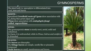 z
GYMNOSPERMS
The plant body i.e. sporophyte is differentiated into
root, stem and leaves
ROOTS :
Specialized Coralloid roots of Cycas show association with
N2-fixing blue-green algae and
Pinus show association with endophytic fungi
called mycorrhizae
STEM :
The gymnospermic stem is mostly erect, aerial, solid and
cylindrical.
In Cycas, it is unbranched, while in Pinus, Cedrus and conifers it
is branched
LEAVES :
The leaves are dimorphic.
The foliage leaves are simple, needle like or pinnately
compound
Scale leaves are small, membranous and brown.
 