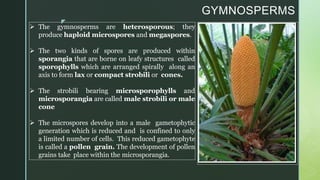 z
GYMNOSPERMS
 The gymnosperms are heterosporous; they
produce haploid microspores and megaspores.
 The two kinds of spores are produced within
sporangia that are borne on leafy structures called
sporophylls which are arranged spirally along an
axis to form lax or compact strobili or cones.
 The strobili bearing microsporophylls and
microsporangia are called male strobili or male
cone
 The microspores develop into a male gametophytic
generation which is reduced and is confined to only
a limited number of cells. This reduced gametophyte
is called a pollen grain. The development of pollen
grains take place within the microsporangia.
 
