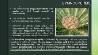 z
GYMNOSPERMS
 The cones bearing megasporophylls with
ovules are called female strobili or
female cone
 The male or female strobili may be
borne on the same tree (Pinus).
 However in Cycas, male cones and
megasporophylls are borne on different
trees. The megaspore mother cell is
differentiated from one of the cells of the
nucellus (nutritive tissue of the ovule).
The nucellus (megasporangia) is protected by envelopes and the composite
structure is called an ovule. The megaspore mother cell divides meiotically to
form four megaspores. One of the megaspores develops into a multicellular
female gametophyte that bears two or more archegonia or female sex organs.
The multicellular female gametophyte is also retained within megasporangium
 