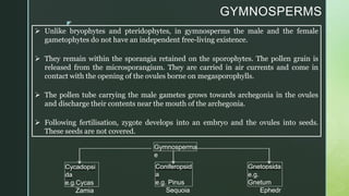 z
GYMNOSPERMS
 Unlike bryophytes and pteridophytes, in gymnosperms the male and the female
gametophytes do not have an independent free-living existence.
 They remain within the sporangia retained on the sporophytes. The pollen grain is
released from the microsporangium. They are carried in air currents and come in
contact with the opening of the ovules borne on megasporophylls.
 The pollen tube carrying the male gametes grows towards archegonia in the ovules
and discharge their contents near the mouth of the archegonia.
 Following fertilisation, zygote develops into an embryo and the ovules into seeds.
These seeds are not covered.
Gymnosperma
e
Cycadopsi
da
e.g.Cycas
Zamia
Coniferopsid
a
e.g. Pinus
Sequoia
Gnetopsida
e.g.
Gnetum
Ephedr
 
