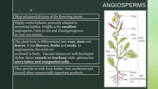 z
ANGIOSPERMS
They provide us with food, fodder, fuel, medicines and
several other commercially important products.
The plant body is differentiated into root, stem and
leaves. It has flowers, fruits and seeds. In
angiosperms, the seeds are
enclosed in fruits. Vascular tissues are well developed.
Xylem shows vessels or tracheae while phloem has
sieve tubes and companion cells.
Highly evolved plants, primarily adapted to
terrestrial habitat. Wolffia is the smallest
angiosperm, l mm in size and Eucalyptusgrows
to over 100 meters.
Most advanced division of the flowering plants
 