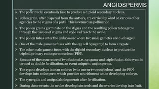 z
ANGIOSPERMS
 The polar nuclei eventually fuse to produce a diploid secondary nucleus.
 Pollen grain, after dispersal from the anthers, are carried by wind or various other
agencies to the stigma of a pistil. This is termed as pollination.
 The pollen grains germinate on the stigma and the resulting pollen tubes grow
through the tissues of stigma and style and reach the ovule.
 The pollen tubes enter the embryo-sac where two male gametes are discharged.
 One of the male gametes fuses with the egg cell (syngamy) to form a zygote.
 The other male gamete fuses with the diploid secondary nucleus to produce the
triploid primary endosperm nucleus (PEN).
 Because of the occurrence of two fusions i.e., syngamy and triple fusion, this event is
termed as double fertilisation, an event unique to angiosperms.
 The zygote develops into an embryo (with one or two cotyledons) and the PEN
develops into endosperm which provides nourishment to the developing embryo.
 The synergids and antipodals degenerate after fertilisation.
 During these events the ovules develop into seeds and the ovaries develop into fruit.
 