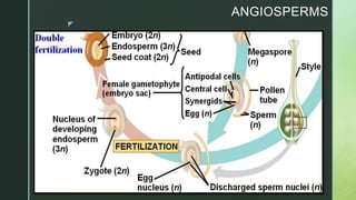 z
ANGIOSPERMS
 