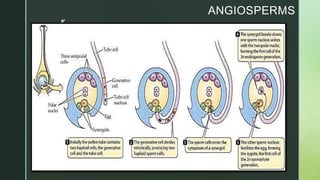 z
ANGIOSPERMS
 