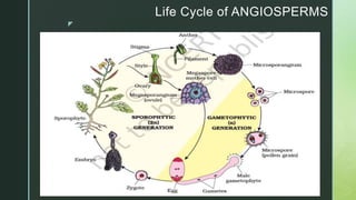 z
Life Cycle of ANGIOSPERMS
 