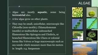 z
ALGAE
 Algae are mostly aquatic, some being
terrestrial also.
 A few algae grow on other plants.
 They may be small, unicellular, microscopic like
Chlorella (non-motile), Chlamydomonas
(motile) or multicellular unbranched
filamentous like Spirogyra and Ulothrix, or
branched filamentous like Chara or colonial
forms like Volvox or huge macro•scopic such as
sea weeds which measure more than 60 meters
in length. e.g. Sargassum
 