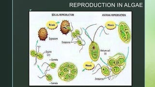 z
REPRODUCTION IN ALGAE
 