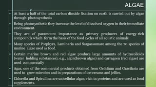 z
ALGAE
 At least a half of the total carbon dioxide fixation on earth is carried out by algae
through photosynthesis
 Being photosynthetic they increase the level of dissolved oxygen in their immediate
environment.
 They are of paramount importance as primary producers of energy-rich
compounds which form the basis of the food cycles of all aquatic animals.
 Many species of Porphyra, Laminaria and Sargassumare among the 70 species of
marine algae used as food.
 Certain marine brown and red algae produce large amounts of hydrocolloids
(water holding substances), e.g., algin(brown algae) and carrageen (red algae) are
used commercially
 Agar, one of the commercial products obtained from Gelidium and Gracilaria are
used to grow microbes and in preparations of ice-creams and jellies.
 Chlorella and Spirullina are unicellular algae, rich in proteins and are used as food
supplements.
 