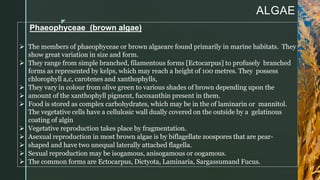 z
ALGAE
Phaeophyceae (brown algae)
 The members of phaeophyceae or brown algaeare found primarily in marine habitats. They
show great variation in size and form.
 They range from simple branched, filamentous forms [Ectocarpus] to profusely branched
forms as represented by kelps, which may reach a height of 100 metres. They possess
chlorophyll a,c, carotenes and xanthophylls,
 They vary in colour from olive green to various shades of brown depending upon the
 amount of the xanthophyll pigment, fucoxanthin present in them.
 Food is stored as complex carbohydrates, which may be in the of laminarin or mannitol.
The vegetative cells have a cellulosic wall dually covered on the outside by a gelatinous
coating of algin
 Vegetative reproduction takes place by fragmentation.
 Asexual reproduction in most brown algae is by biflagellate zoospores that are pear-
 shaped and have two unequal laterally attached flagella.
 Sexual reproduction may be isogamous, anisogamous or oogamous.
 The common forms are Ectocarpus, Dictyota, Laminaria, Sargassumand Fucus.
 