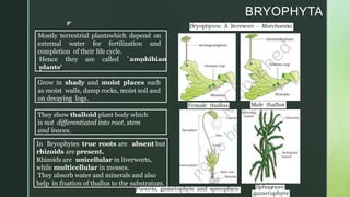 z
BRYOPHYTA
Mostly terrestrial plantswhich depend on
external water for fertilization and
completion of their life cycle.
...