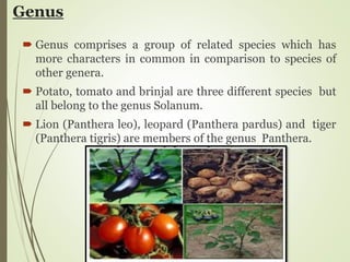 Genus
 Genus comprises a group of related species which has
more characters in common in comparison to species of
other genera.
 Potato, tomato and brinjal are three different species but
all belong to the genus Solanum.
 Lion (Panthera leo), leopard (Panthera pardus) and tiger
(Panthera tigris) are members of the genus Panthera.
 