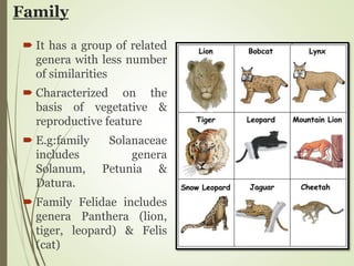 Family
 It has a group of related
genera with less number
of similarities
 Characterized on the
basis of vegetative &
reproductive feature
 E.g:family Solanaceae
includes genera
Solanum, Petunia &
Datura.
 Family Felidae includes
genera Panthera (lion,
tiger, leopard) & Felis
(cat)
 