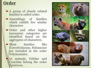 Order
 A group of closely related
families is called order.
 Assemblage of families
which exhibit few similar
characters
 Order and other higher
taxonomic categories are
identified based on the
aggregates of characters.
 Plant families like
Convolvulaceae, Solanaceae
are included in the order
Polymoniales.
 In animals, Felidae and
Concidae belong the order
Carnivora.
 