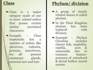 Class
 Class is a major
category made of one
or more related orders
that posses certain
similar correlated
characters.
 Example – Class
mammalia has a
number of orders like
carnivora, rodentia,
primata, insectivora,
etc. all possess
mammary glands,
external ears and hair.
Phylum/ division
 A group of closely
related classes is called
phylum.
 In the Plant Kingdom
phylum has been
replaced with
division.
 Example - Phylum
Chordata includes
classes fish, amphibia,
reptilia, aves &
mammalia due to
common feature-
presence of notochord
& dorsal hollow neural
system
 